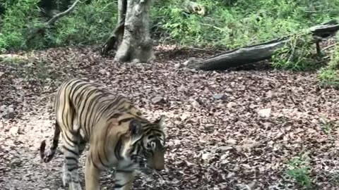 Wildlife in closer view with a natural perspective.