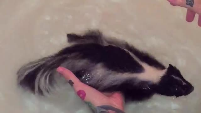 Baby Skunk Is Having A Blast Swimming In The Bathtub