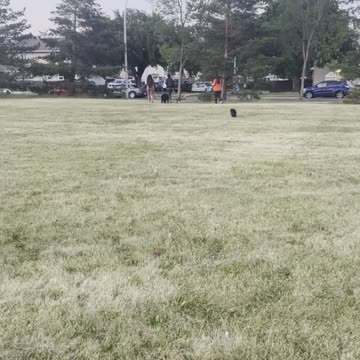 A cat followed people in garden