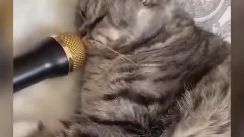 funny cute cats Videos Compilation-cutest funniest cats - omg funny