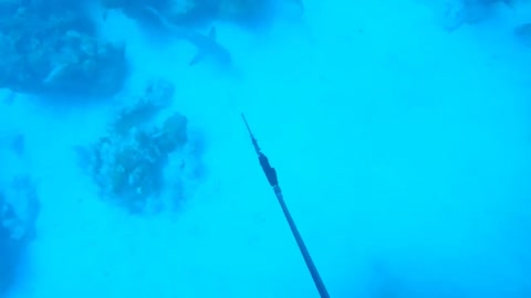 BIG Mutton Snapper Spearing with Sharks Circling