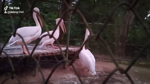 the big white bird giving cool natural air