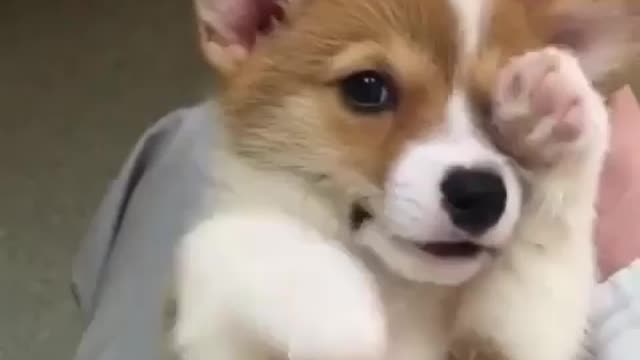 If you’re considering getting a corgi, watch this 🤭 they are just too adorable.