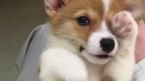 If you’re considering getting a corgi, watch this 🤭 they are just too adorable.