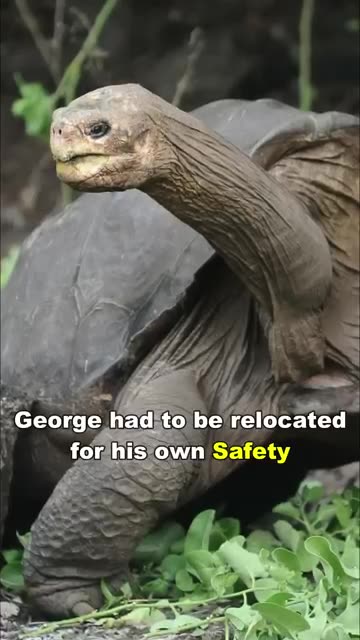 The loneliest Animal in the world.