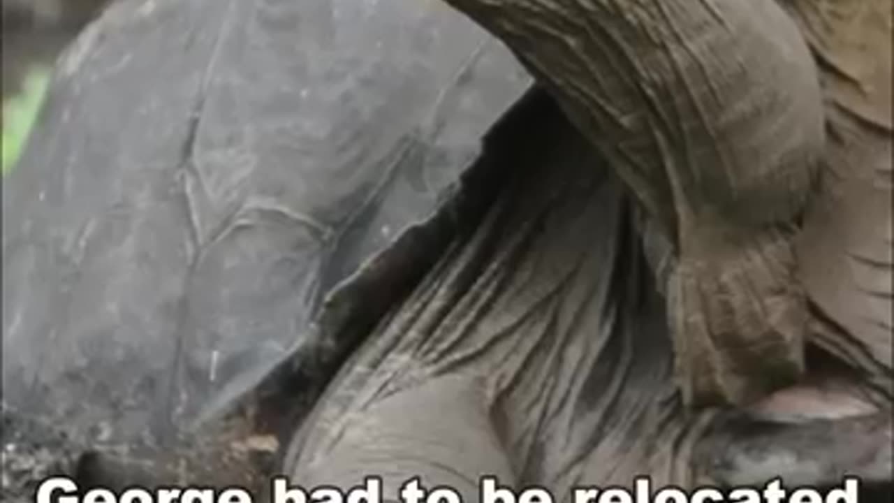The loneliest Animal in the world.