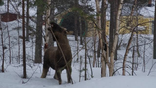 Moose Breaks Branch for a Bite