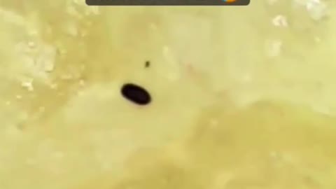 BOLO NO MICROSCÓPIO 🔬