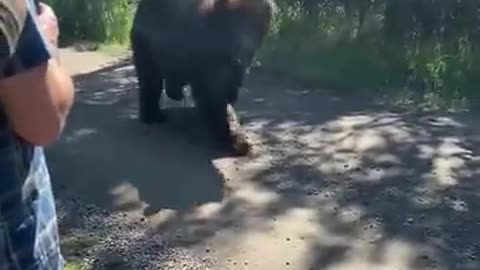 Absolutely huge grizzly Bear.