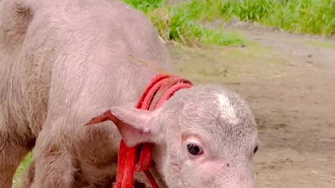 @pritam_sankhla_rajput ये पूरी गोरी की इस्टोरी है जिनको लगता है ये गोरी कौन है