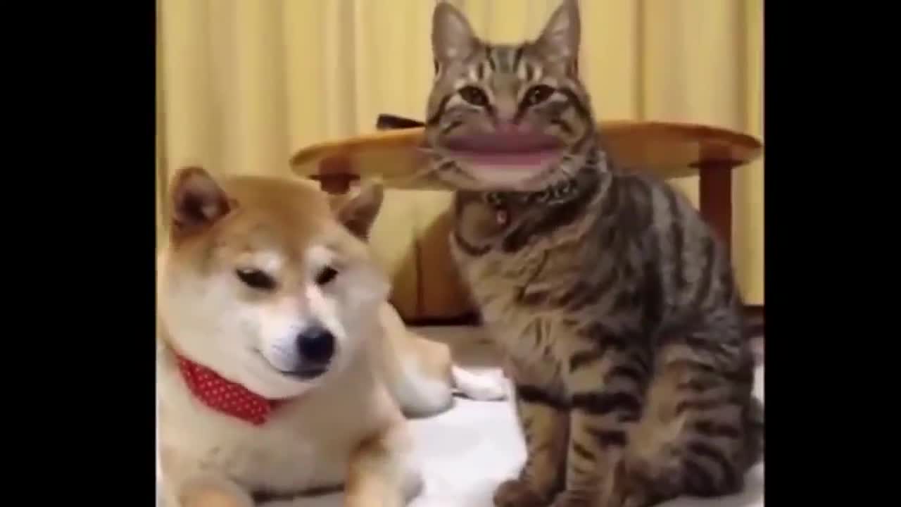 Funny Dogs & Cats Talking