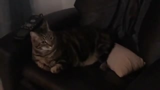 Max Hates Christmas Music