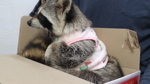 Raccoon refuses to eat steamed buns.