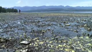 Extreme heat boils Canada's waters and shellfish