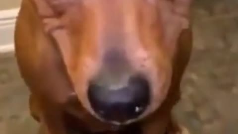 Not Guilty Dog 👀😁