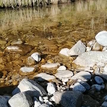 Adventure cat goes to the river