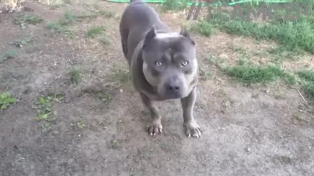 PitBull Stubborn Bully