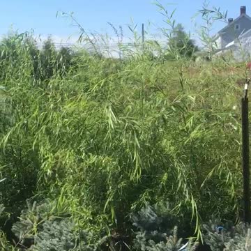 3 gal weeping willows for sale at Highland Hill Farm