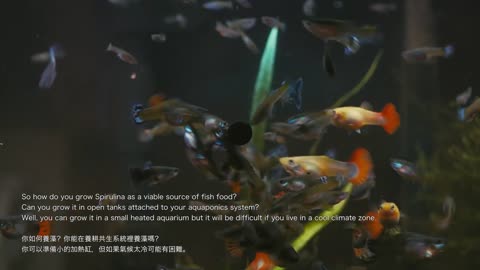 GUPPY FISH EATS SPIRULINA