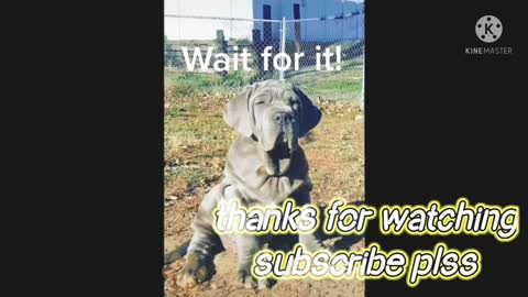 Most funny dog video. New funny dog. Love dog reaction