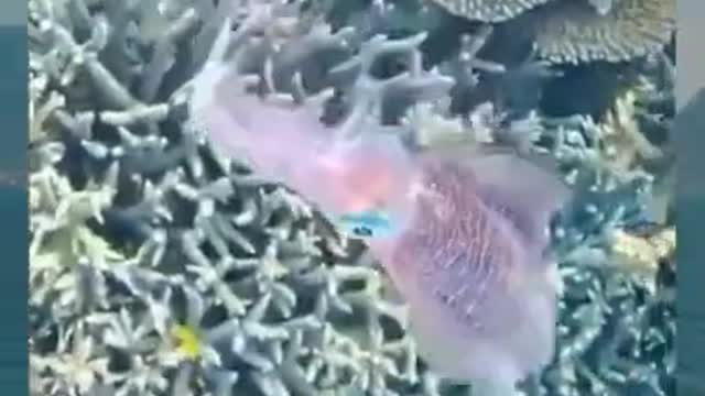 Ocean Life - Ocean Life And Amazing Nature.