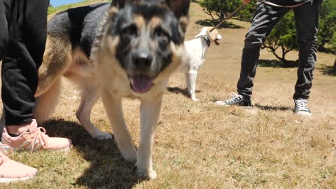 A couple pets their dog