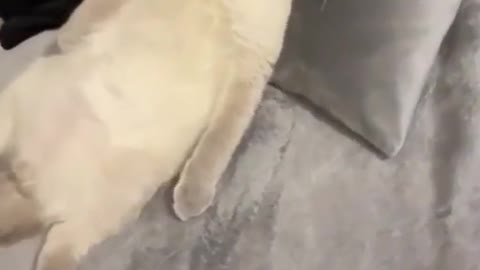 Cute cat