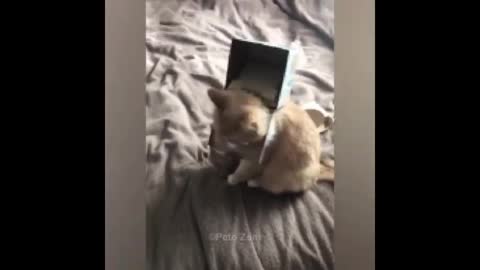 Cats are the worst destroyers ..Are you agree??