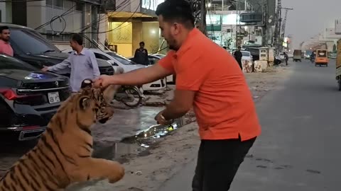 Tiger Attacks on Auto Rikshaw 😱| Nouman Hassan #india