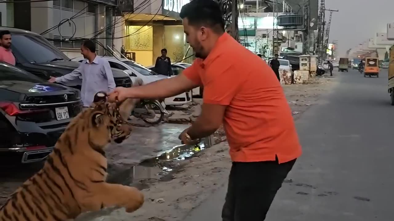 Tiger Attacks on Auto Rikshaw 😱| Nouman Hassan #india