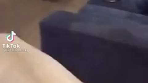 Lion in living room