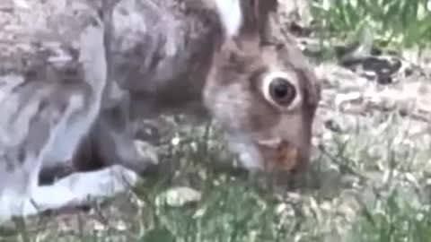 A lucky rabbit. the plenty of food in summer in Canada.