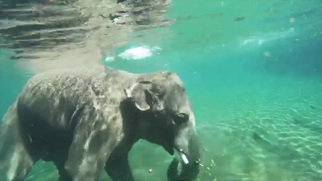 To Be An Elephant Frolicking In A Pool