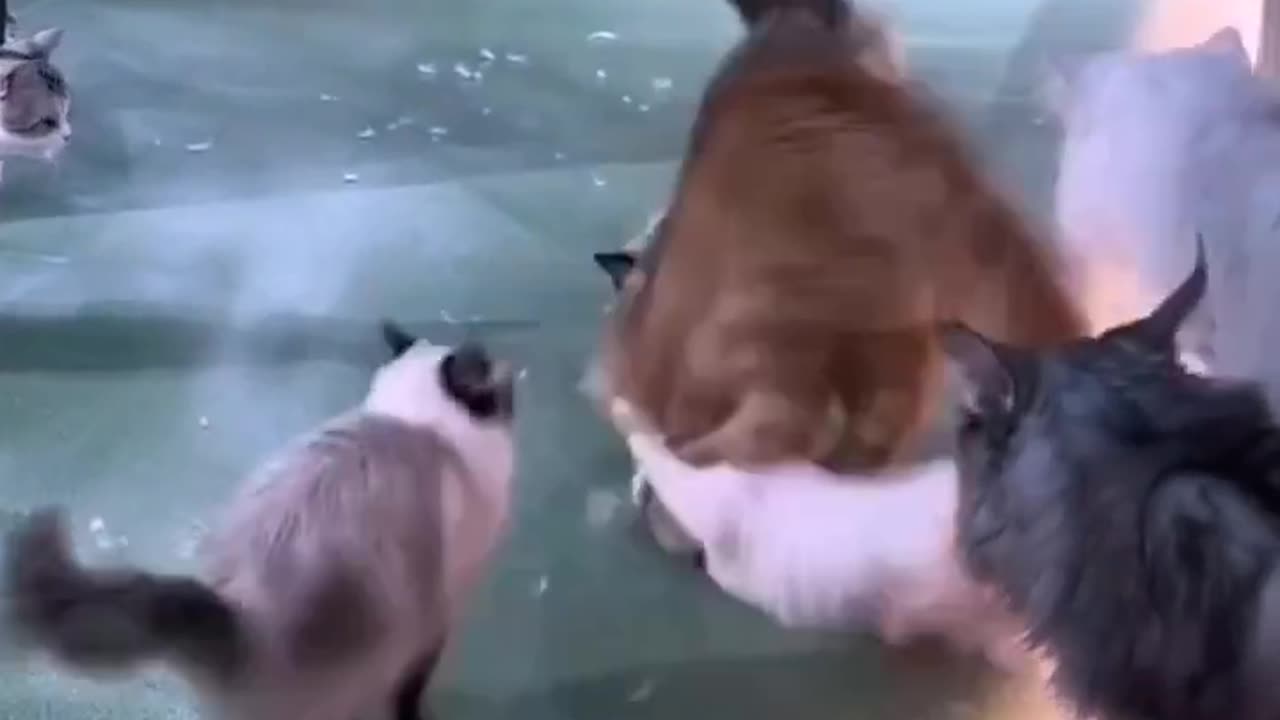 Tiger of the cats