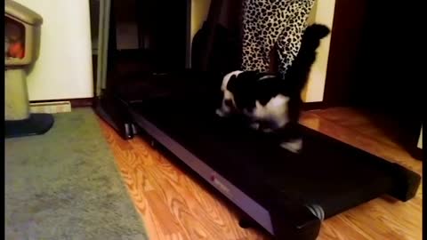 Top Funny Cats Animals Videos Clips Compilation