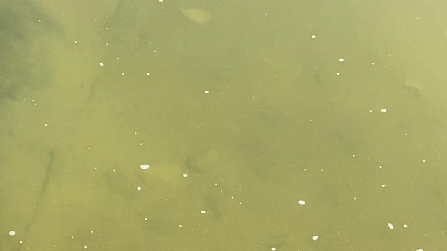 Minnows of the Humber River 50