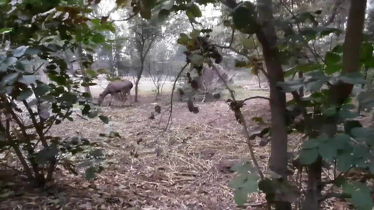 Unexpected encounter