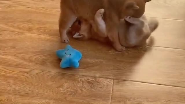 adorable pet