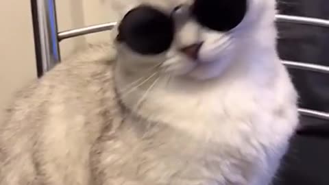 Amazing Cat's Attitude Video