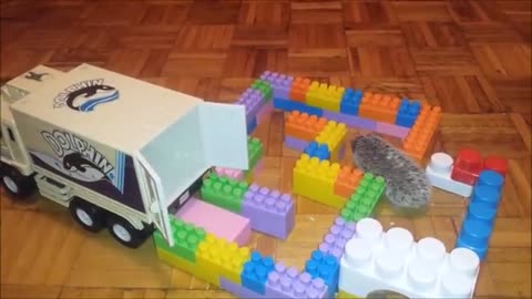 Hedgehogs being so cute compilation