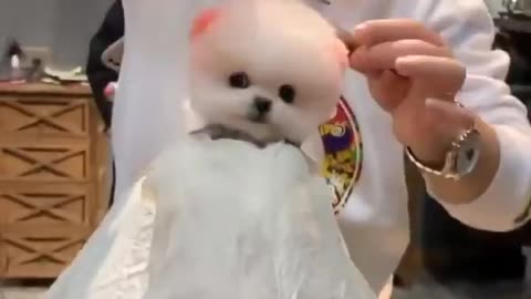 Cutest Pups Hair Cutting Vedeos 🔥