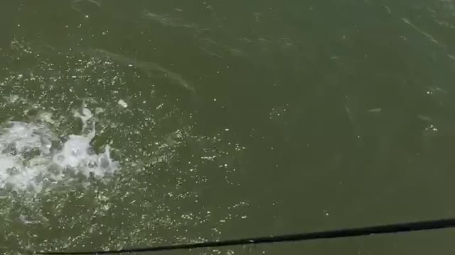 Huge Crocodile in the Water