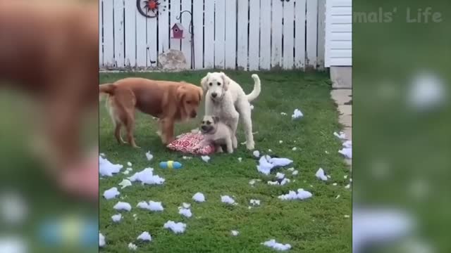 🐶 Dogs and 😻 Cats - Awesome Funny Pet Animals Videos 😇