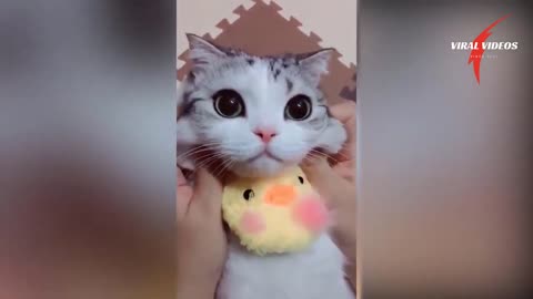 Cute Cats 🐈