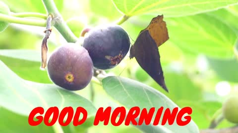 Good morning video