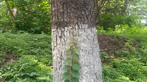 The creeper climbed the tree