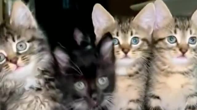 Cute cats