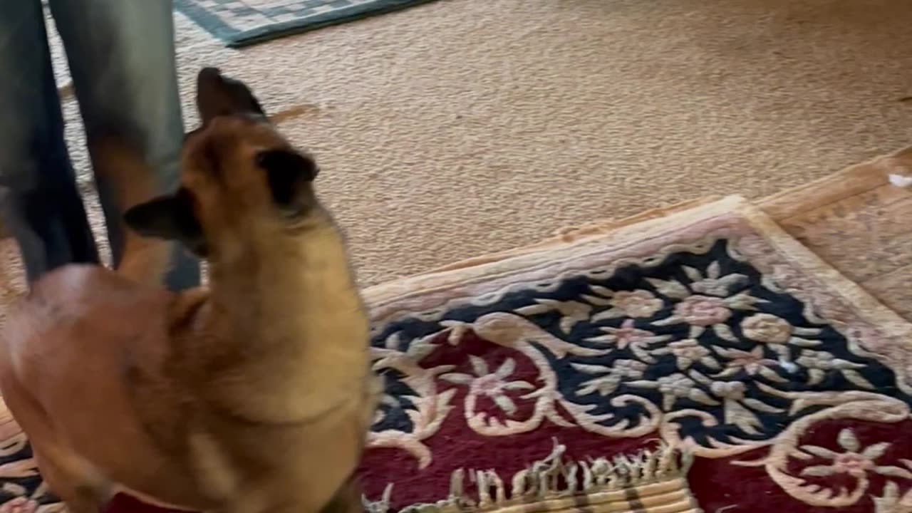 Terrified rescue dog learns it’s fun to learn new tricks