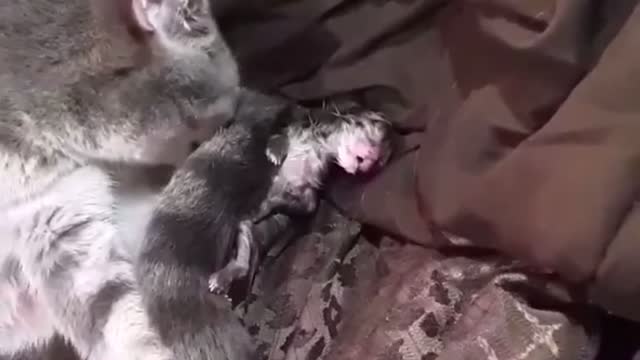 Cat Gives Birth To First Litter