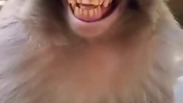 Funny Monkey